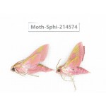 Sphingidae sp. China, Guizhou, Qiandongnan, Congjiang county.2Pcs. Moth-Sphi-214574.