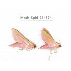 Sphingidae sp. China, Guizhou, Qiandongnan, Congjiang county.2Pcs. Moth-Sphi-214574.