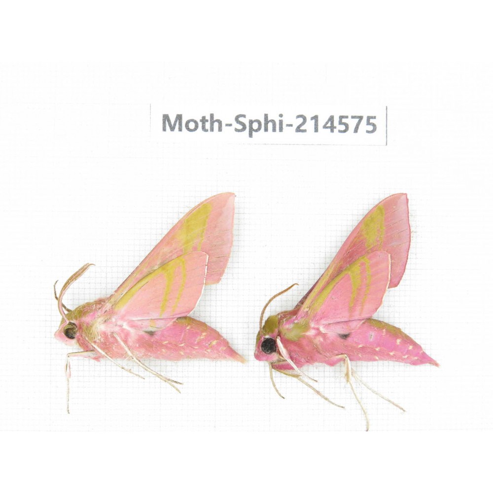 Sphingidae sp. China, Guizhou, Qiandongnan, Congjiang county.2Pcs. Moth-Sphi-214575.
