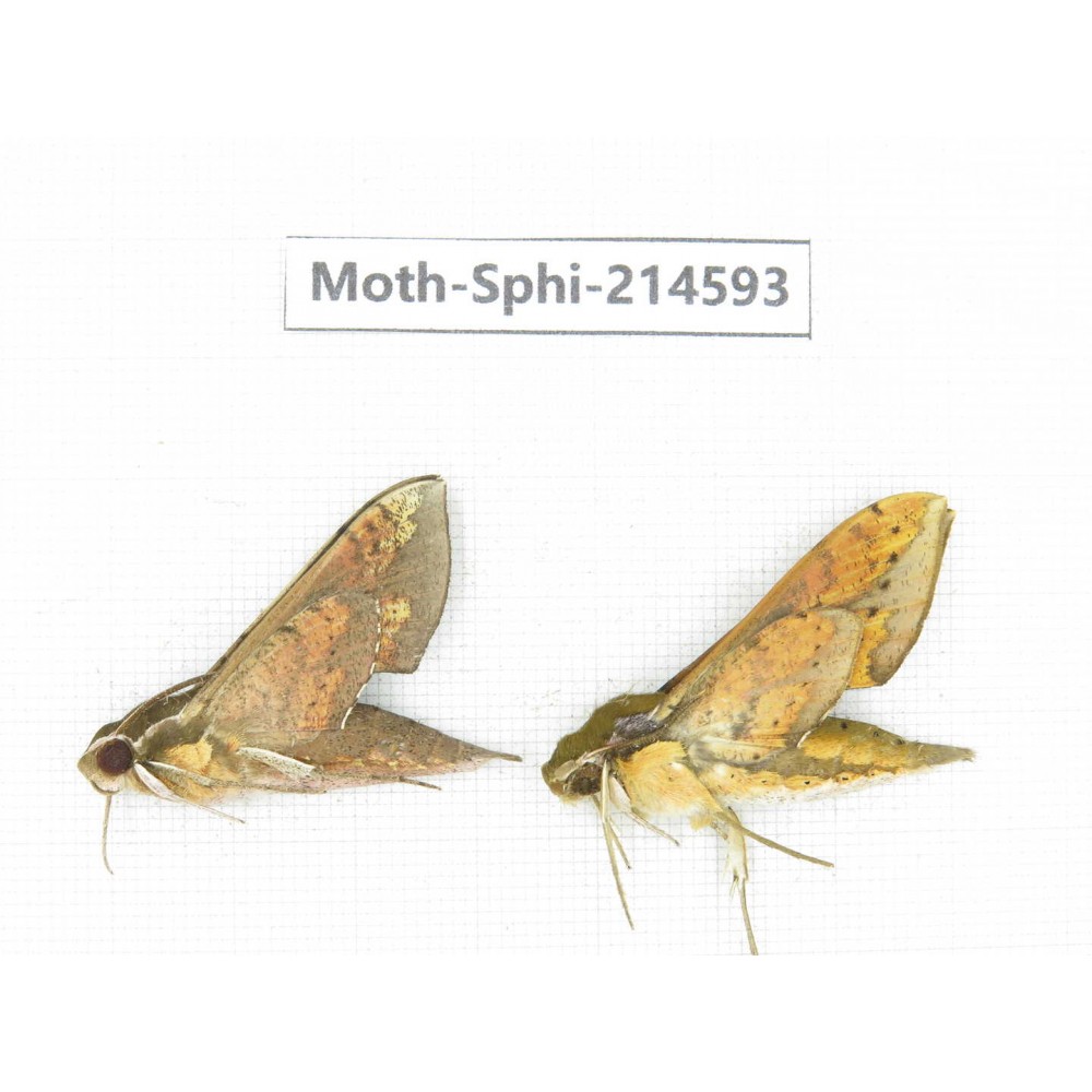 Sphingidae sp. China, Guizhou, Qiandongnan, Congjiang county.2Pcs. Moth-Sphi-214593.