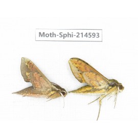 Sphingidae sp. China, Guizhou, Qiandongnan, Congjiang county.2Pcs. Moth-Sphi-214593.