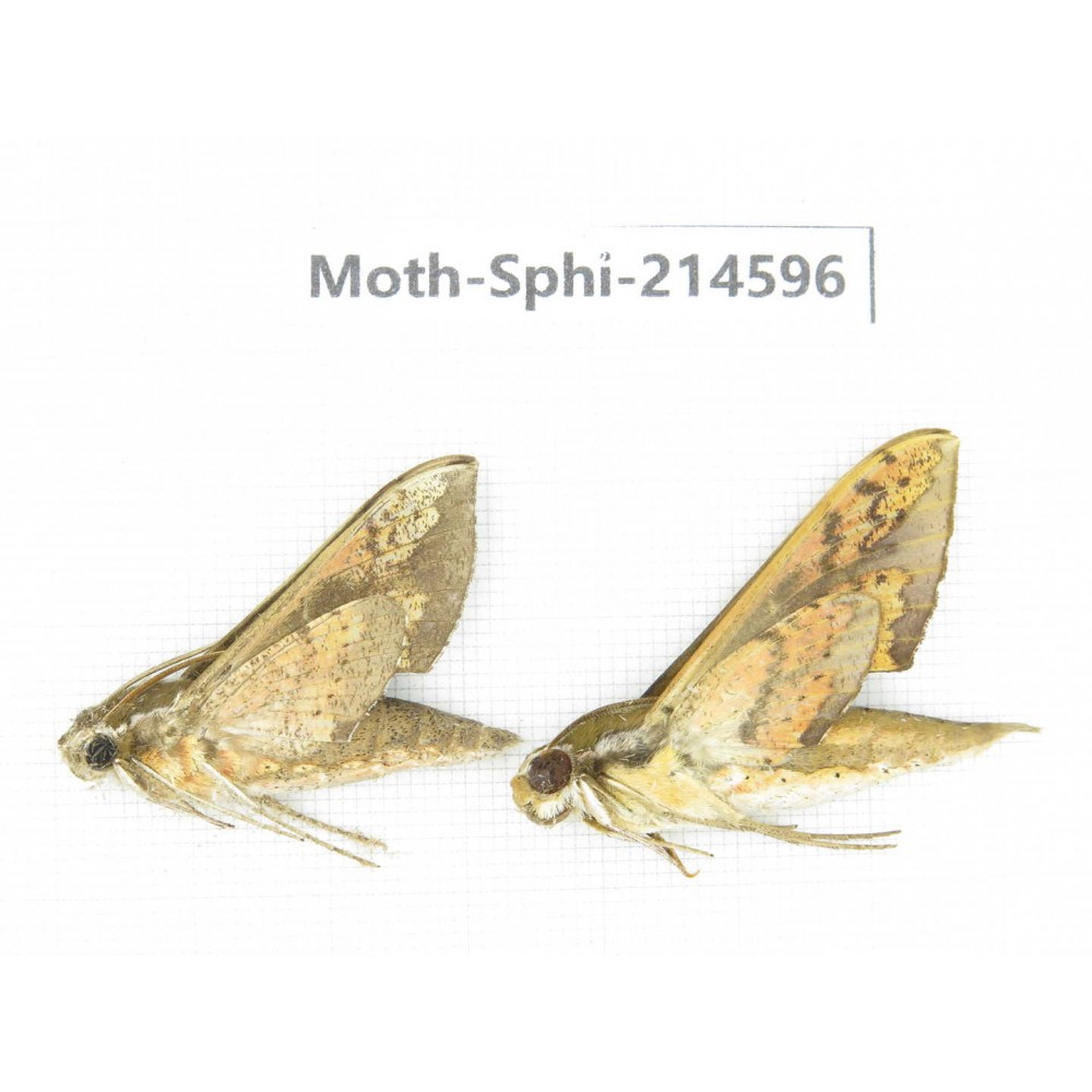 Sphingidae sp. China, Guizhou, Qiandongnan, Congjiang county.2Pcs. Moth-Sphi-214596.