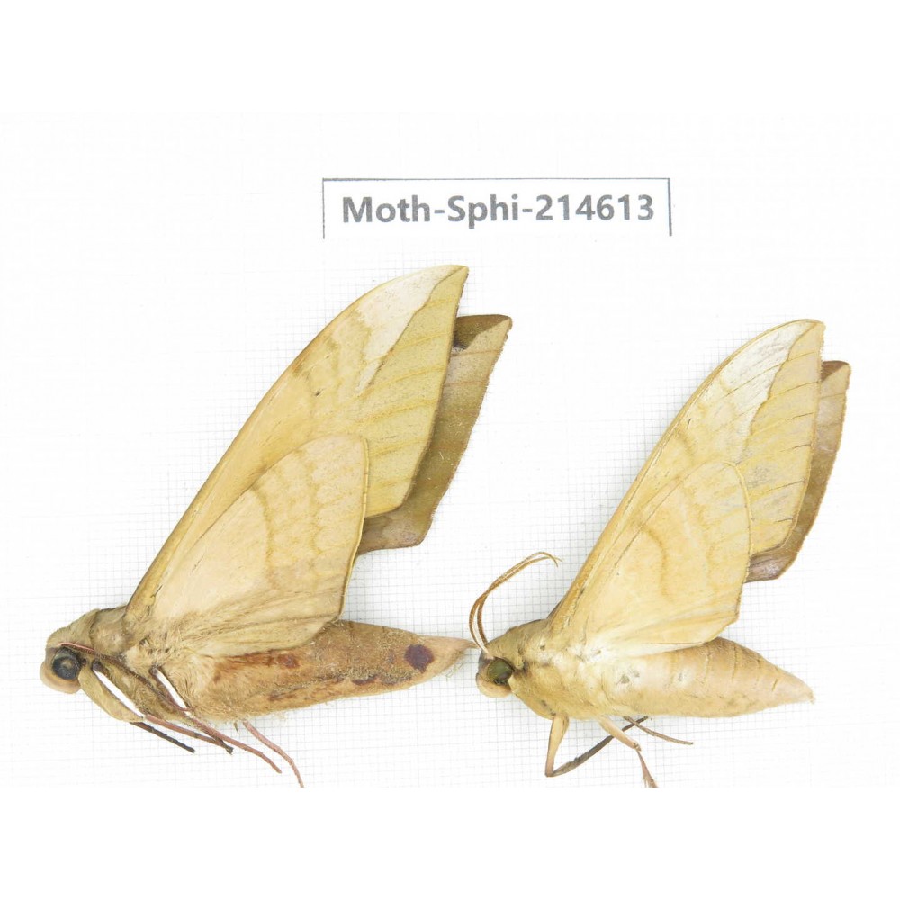 Sphingidae sp. China, Guizhou, Qiandongnan, Congjiang county.2Pcs. Moth-Sphi-214613.