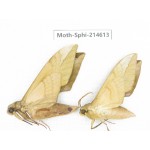Sphingidae sp. China, Guizhou, Qiandongnan, Congjiang county.2Pcs. Moth-Sphi-214613.
