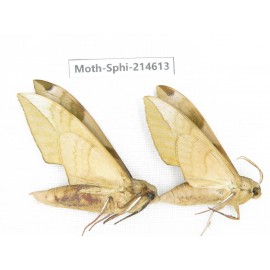 Sphingidae sp. China, Guizhou, Qiandongnan, Congjiang county.2Pcs. Moth-Sphi-214613.