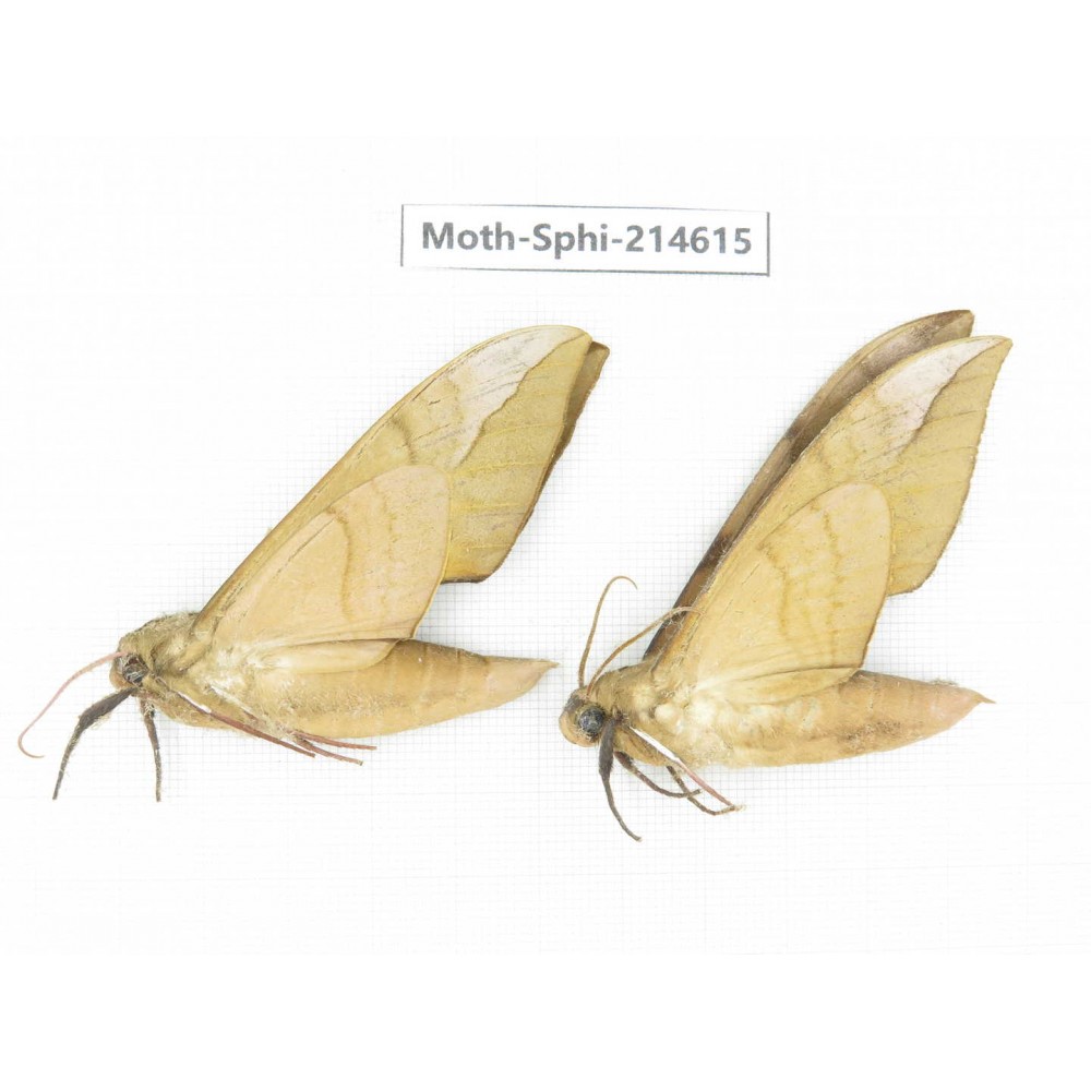 Sphingidae sp. China, Guizhou, Qiandongnan, Congjiang county.2Pcs. Moth-Sphi-214615.