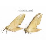 Sphingidae sp. China, Guizhou, Qiandongnan, Congjiang county.2Pcs. Moth-Sphi-214615.