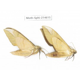 Sphingidae sp. China, Guizhou, Qiandongnan, Congjiang county.2Pcs. Moth-Sphi-214615.