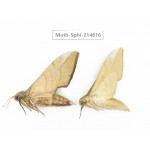 Sphingidae sp. China, Guizhou, Qiandongnan, Congjiang county.2Pcs. Moth-Sphi-214616.