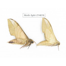 Sphingidae sp. China, Guizhou, Qiandongnan, Congjiang county.2Pcs. Moth-Sphi-214616.
