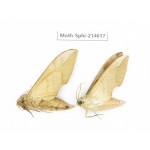 Sphingidae sp. China, Guizhou, Qiandongnan, Congjiang county.2Pcs. Moth-Sphi-214617.