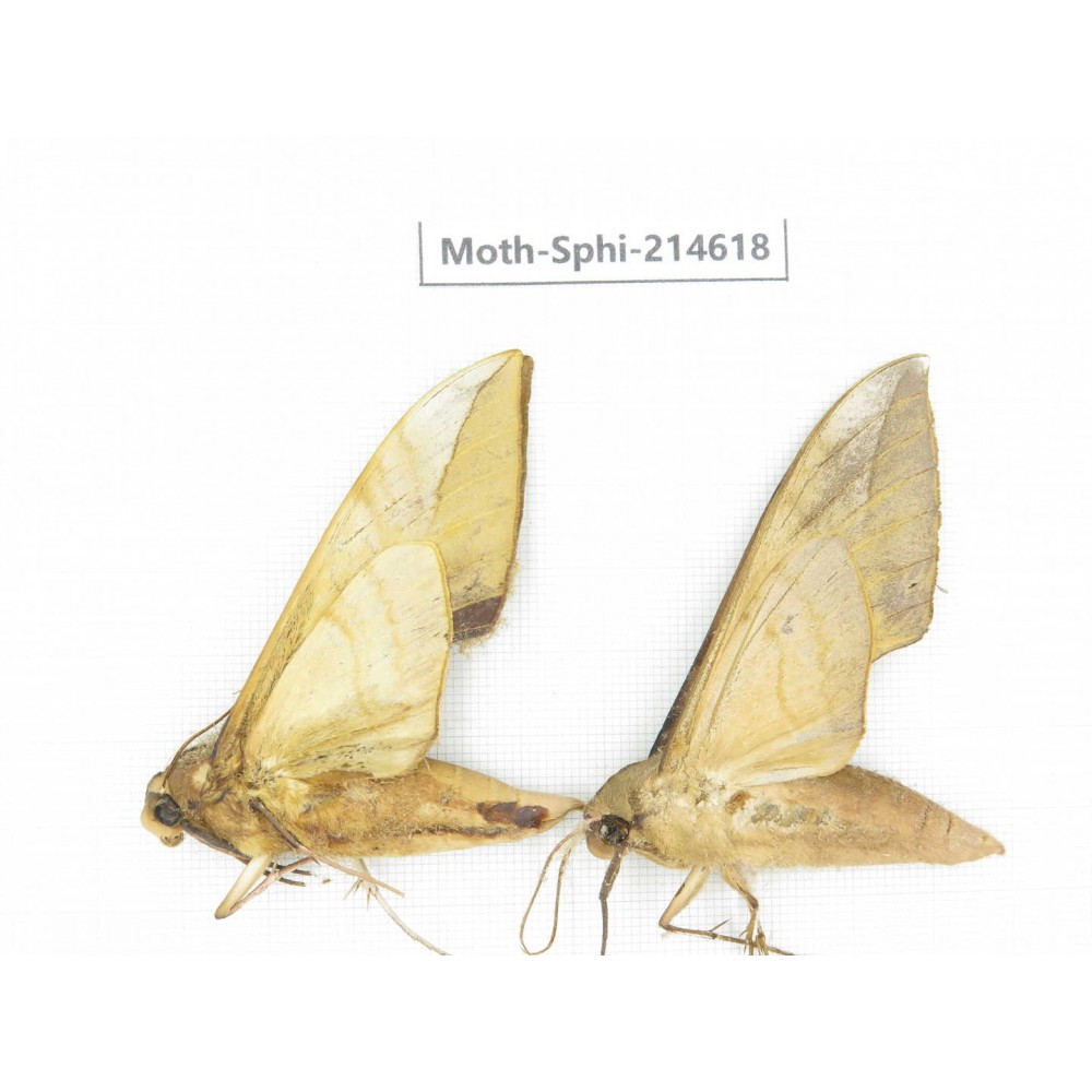 Sphingidae sp. China, Guizhou, Qiandongnan, Congjiang county.2Pcs. Moth-Sphi-214618.