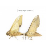 Sphingidae sp. China, Guizhou, Qiandongnan, Congjiang county.2Pcs. Moth-Sphi-214618.