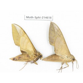 Sphingidae sp. China, Guizhou, Qiandongnan, Congjiang county.2Pcs. Moth-Sphi-214618.