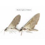 Sphingidae sp. China, Guizhou, Qiandongnan, Congjiang county.2Pcs. Moth-Sphi-214624.