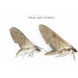 Sphingidae sp. China, Guizhou, Qiandongnan, Congjiang county.2Pcs. Moth-Sphi-214624.