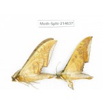Sphingidae sp. China, Guizhou, Qiandongnan, Congjiang county.2Pcs. Moth-Sphi-214637.