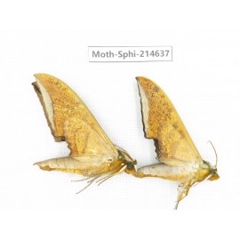Sphingidae sp. China, Guizhou, Qiandongnan, Congjiang county.2Pcs. Moth-Sphi-214637.