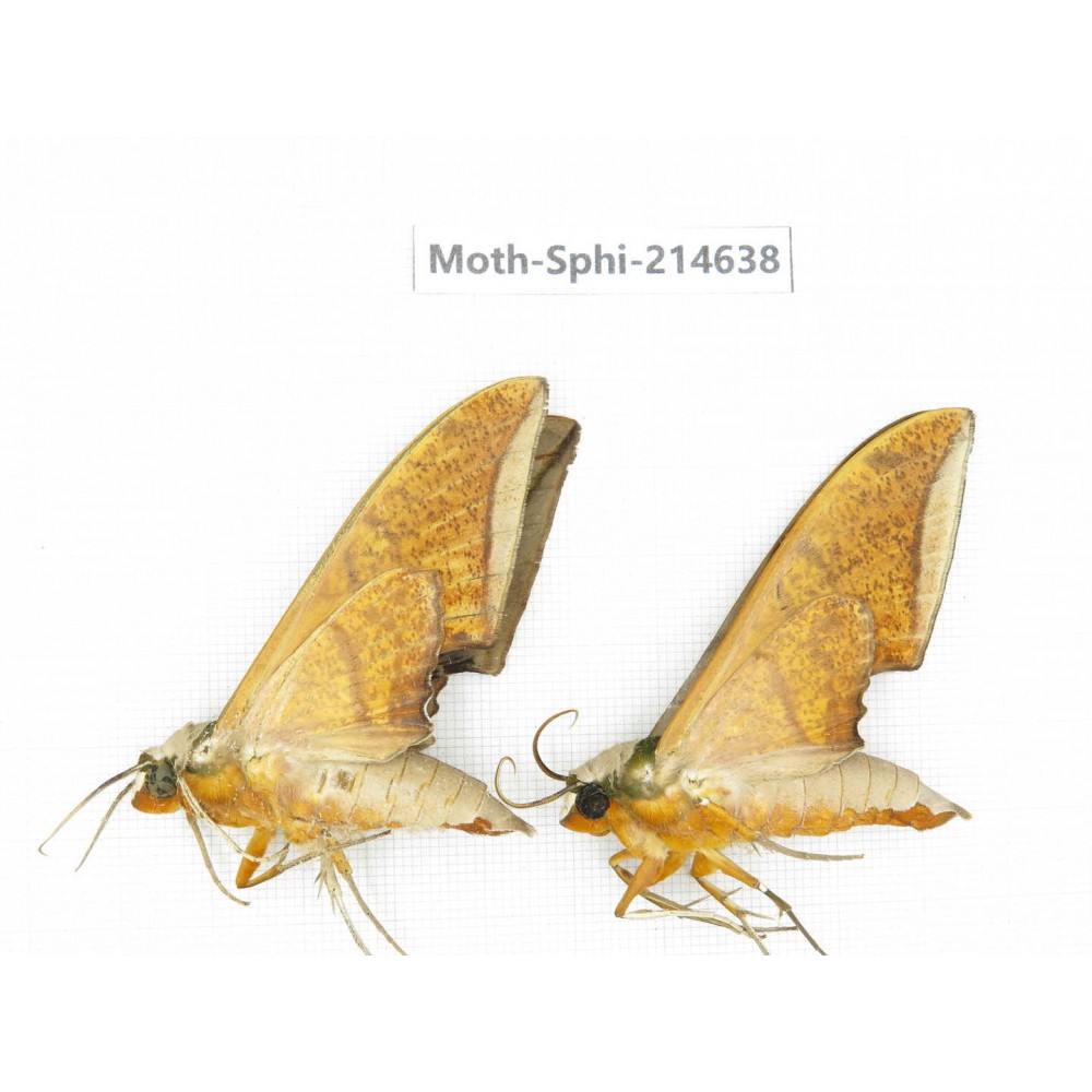 Sphingidae sp. China, Guizhou, Qiandongnan, Congjiang county.2Pcs. Moth-Sphi-214638.