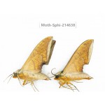 Sphingidae sp. China, Guizhou, Qiandongnan, Congjiang county.2Pcs. Moth-Sphi-214638.
