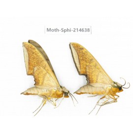 Sphingidae sp. China, Guizhou, Qiandongnan, Congjiang county.2Pcs. Moth-Sphi-214638.