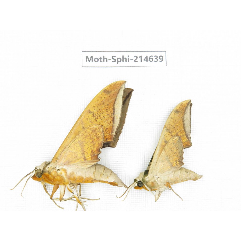 Sphingidae sp. China, Guizhou, Qiandongnan, Congjiang county.2Pcs. Moth-Sphi-214639.