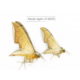 Sphingidae sp. China, Guizhou, Qiandongnan, Congjiang county.2Pcs. Moth-Sphi-214639.