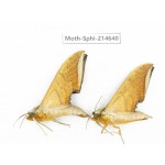 Sphingidae sp. China, Guizhou, Qiandongnan, Congjiang county.2Pcs. Moth-Sphi-214640.