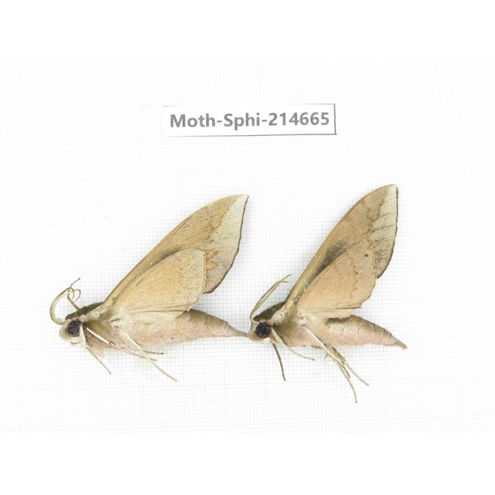 Sphingidae sp. China, Guizhou, Qiandongnan, Congjiang county.2Pcs. Moth-Sphi-214665.