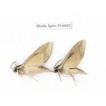 Sphingidae sp. China, Guizhou, Qiandongnan, Congjiang county.2Pcs. Moth-Sphi-214665.