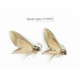 Sphingidae sp. China, Guizhou, Qiandongnan, Congjiang county.2Pcs. Moth-Sphi-214665.