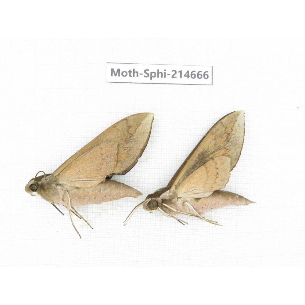 Sphingidae sp. China, Guizhou, Qiandongnan, Congjiang county.2Pcs. Moth-Sphi-214666.