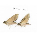 Sphingidae sp. China, Guizhou, Qiandongnan, Congjiang county.2Pcs. Moth-Sphi-214666.