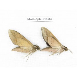 Sphingidae sp. China, Guizhou, Qiandongnan, Congjiang county.2Pcs. Moth-Sphi-214666.