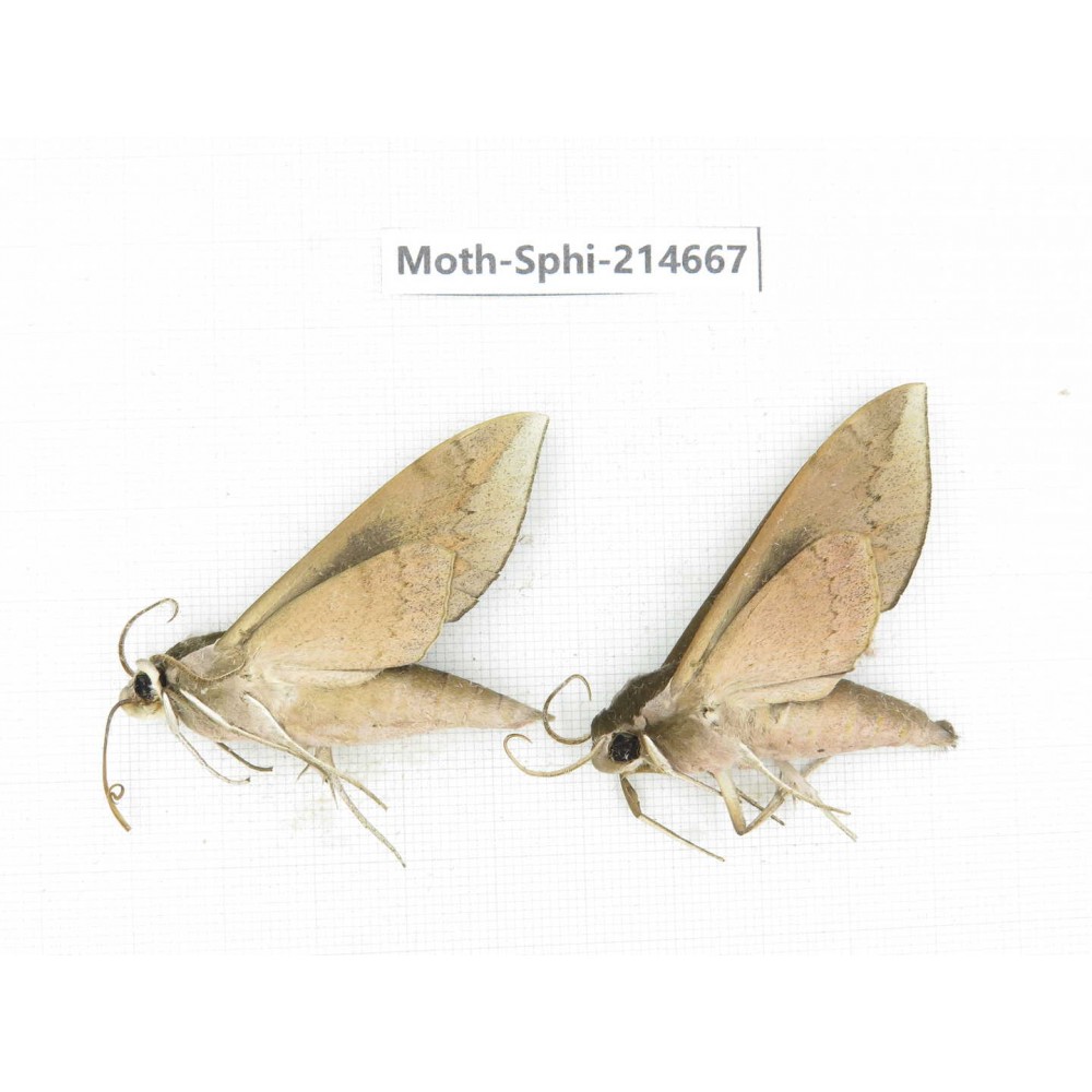 Sphingidae sp. China, Guizhou, Qiandongnan, Congjiang county.2Pcs. Moth-Sphi-214667.