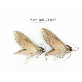 Sphingidae sp. China, Guizhou, Qiandongnan, Congjiang county.2Pcs. Moth-Sphi-214667.