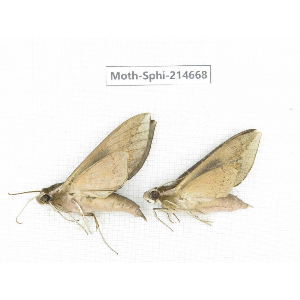 Sphingidae sp. China, Guizhou, Qiandongnan, Congjiang county.2Pcs. Moth-Sphi-214668.