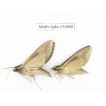 Sphingidae sp. China, Guizhou, Qiandongnan, Congjiang county.2Pcs. Moth-Sphi-214668.