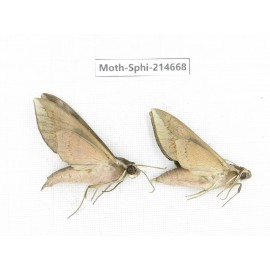 Sphingidae sp. China, Guizhou, Qiandongnan, Congjiang county.2Pcs. Moth-Sphi-214668.