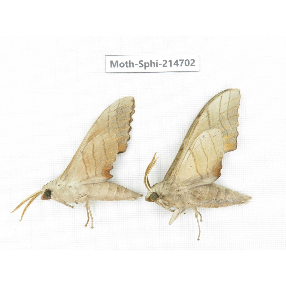 Sphingidae sp. China, Guizhou, Qiandongnan, Congjiang county.2Pcs. Moth-Sphi-214702.