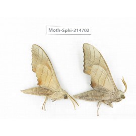 Sphingidae sp. China, Guizhou, Qiandongnan, Congjiang county.2Pcs. Moth-Sphi-214702.