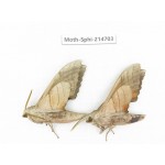 Sphingidae sp. China, Guizhou, Qiandongnan, Congjiang county.2Pcs. Moth-Sphi-214703.