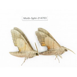 Sphingidae sp. China, Guizhou, Qiandongnan, Congjiang county.2Pcs. Moth-Sphi-214703.