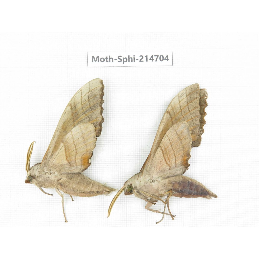 Sphingidae sp. China, Guizhou, Qiandongnan, Congjiang county.2Pcs. Moth-Sphi-214704.