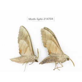Sphingidae sp. China, Guizhou, Qiandongnan, Congjiang county.2Pcs. Moth-Sphi-214704.