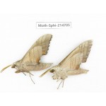 Sphingidae sp. China, Guizhou, Qiandongnan, Congjiang county.2Pcs. Moth-Sphi-214705.