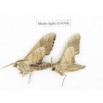 Sphingidae sp. China, Guizhou, Qiandongnan, Congjiang county.2Pcs. Moth-Sphi-214706.