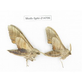 Sphingidae sp. China, Guizhou, Qiandongnan, Congjiang county.2Pcs. Moth-Sphi-214706.