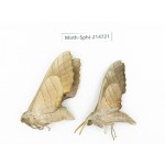 Sphingidae sp. China, Guizhou, Qiandongnan, Congjiang county.2Pcs. Moth-Sphi-214721.