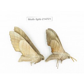 Sphingidae sp. China, Guizhou, Qiandongnan, Congjiang county.2Pcs. Moth-Sphi-214721.